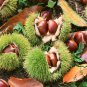 Castanea Mollissima, Chinese Chestnut Seed 30 PCS, Ban Li