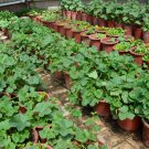 Cantaloupe Muskmelon, Cucumis Melo Seed 1000 PCS, Lv Xiang Gua