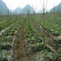 Black Cherry, Lycopersicon Esculentum Seed 2000 PCS, Tomatoes Zi Fanqie