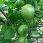 Black Cherry, Lycopersicon Esculentum Seed 2000 PCS, Tomatoes Zi Fanqie