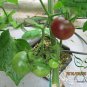 Black Cherry, Lycopersicon Esculentum Seed 2000 PCS, Tomatoes Zi Fanqie