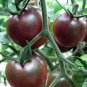 Black Cherry, Lycopersicon Esculentum Seed 2000 PCS, Tomatoes Zi Fanqie