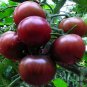 Black Cherry, Lycopersicon Esculentum Seed 2000 PCS, Tomatoes Zi Fanqie