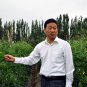 Black Cherry, Lycopersicon Esculentum Seed 2000 PCS, Tomatoes Zi Fanqie