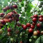 Black Cherry, Lycopersicon Esculentum Seed 2000 PCS, Tomatoes Zi Fanqie