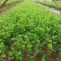Bitter Orange, Fructus Aurantii Seed 500 PCS, Citrus Aurantium Suan Cheng