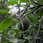 Bitter Orange, Fructus Aurantii Seed 500 PCS, Citrus Aurantium Suan Cheng