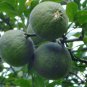 Bitter Orange, Fructus Aurantii Seed 500 PCS, Citrus Aurantium Suan Cheng