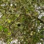 Bitter Orange, Fructus Aurantii Seed 500 PCS, Citrus Aurantium Suan Cheng