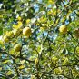 Bitter Orange, Fructus Aurantii Seed 500 PCS, Citrus Aurantium Suan Cheng