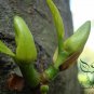 Artocarpus Heterophyllus, Jack Jak Jackfruit Seed 30 PCS, Fenne Bo Luo Mi