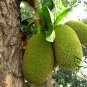 Artocarpus Heterophyllus, Jack Jak Jackfruit Seed 30 PCS, Fenne Bo Luo Mi