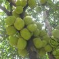 Artocarpus Heterophyllus, Jack Jak Jackfruit Seed 30 PCS, Fenne Bo Luo Mi
