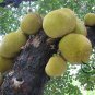 Artocarpus Heterophyllus, Jack Jak Jackfruit Seed 30 PCS, Fenne Bo Luo Mi