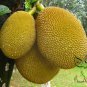 Artocarpus Heterophyllus, Jack Jak Jackfruit Seed 30 PCS, Fenne Bo Luo Mi