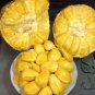 Artocarpus Heterophyllus, Jack Jak Jackfruit Seed 30 PCS, Fenne Bo Luo Mi