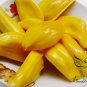Artocarpus Heterophyllus, Jack Jak Jackfruit Seed 30 PCS, Fenne Bo Luo Mi
