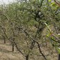 Armeniaca Vulgaris, Prunus Armeniaca Seed 100 PCS, Hong Xing