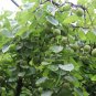 Armeniaca Vulgaris, Prunus Armeniaca Seed 100 PCS, Hong Xing