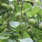 Armeniaca Vulgaris, Prunus Armeniaca Seed 100 PCS, Hong Xing