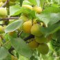 Armeniaca Vulgaris, Prunus Armeniaca Seed 100 PCS, Hong Xing