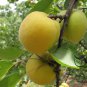 Armeniaca Vulgaris, Prunus Armeniaca Seed 100 PCS, Hong Xing