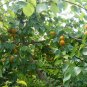 Armeniaca Vulgaris, Prunus Armeniaca Seed 100 PCS, Hong Xing