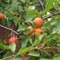 Armeniaca Vulgaris, Prunus Armeniaca Seed 100 PCS, Hong Xing