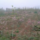 Armeniaca Sibirica, Prunus Sibirica Seed 100 PCS, Siberian Apricot Shan Xing