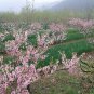 Armeniaca Sibirica, Prunus Sibirica Seed 100 PCS, Siberian Apricot Shan Xing