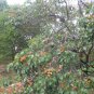 Armeniaca Sibirica, Prunus Sibirica Seed 100 PCS, Siberian Apricot Shan Xing