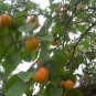 Armeniaca Sibirica, Prunus Sibirica Seed 100 PCS, Siberian Apricot Shan Xing
