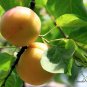 Armeniaca Sibirica, Prunus Sibirica Seed 100 PCS, Siberian Apricot Shan Xing