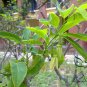 Annona Squamosa, Sugar-apple Seed 100 PCS, Custard Apple Fan Lizhi
