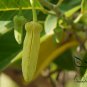 Annona Squamosa, Sugar-apple Seed 100 PCS, Custard Apple Fan Lizhi
