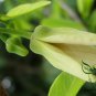 Annona Squamosa, Sugar-apple Seed 100 PCS, Custard Apple Fan Lizhi