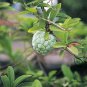 Annona Squamosa, Sugar-apple Seed 100 PCS, Custard Apple Fan Lizhi