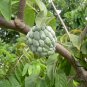 Annona Squamosa, Sugar-apple Seed 100 PCS, Custard Apple Fan Lizhi