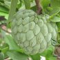 Annona Squamosa, Sugar-apple Seed 100 PCS, Custard Apple Fan Lizhi