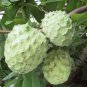 Annona Squamosa, Sugar-apple Seed 100 PCS, Custard Apple Fan Lizhi