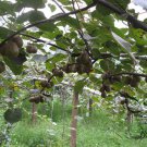 Actinidia Deliciosa, Fuzzy Kiwifruit Seed 2000 PCS, Mangveyo Mi Hou Tao