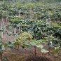 Actinidia Deliciosa, Fuzzy Kiwifruit Seed 2000 PCS, Mangveyo Mi Hou Tao