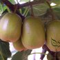 Actinidia Deliciosa, Fuzzy Kiwifruit Seed 2000 PCS, Mangveyo Mi Hou Tao
