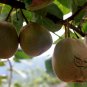 Actinidia Deliciosa, Fuzzy Kiwifruit Seed 2000 PCS, Mangveyo Mi Hou Tao