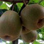 Actinidia Deliciosa, Fuzzy Kiwifruit Seed 2000 PCS, Mangveyo Mi Hou Tao