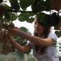 Actinidia Deliciosa, Fuzzy Kiwifruit Seed 2000 PCS, Mangveyo Mi Hou Tao