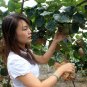 Actinidia Deliciosa, Fuzzy Kiwifruit Seed 2000 PCS, Mangveyo Mi Hou Tao