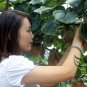 Actinidia Deliciosa, Fuzzy Kiwifruit Seed 2000 PCS, Mangveyo Mi Hou Tao
