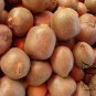 Actinidia Deliciosa, Fuzzy Kiwifruit Seed 2000 PCS, Mangveyo Mi Hou Tao