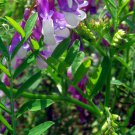 Vicia Villosa, Hairy Vetch Seed 3000 PCS, Winter Vetch Mao Tiao Zi